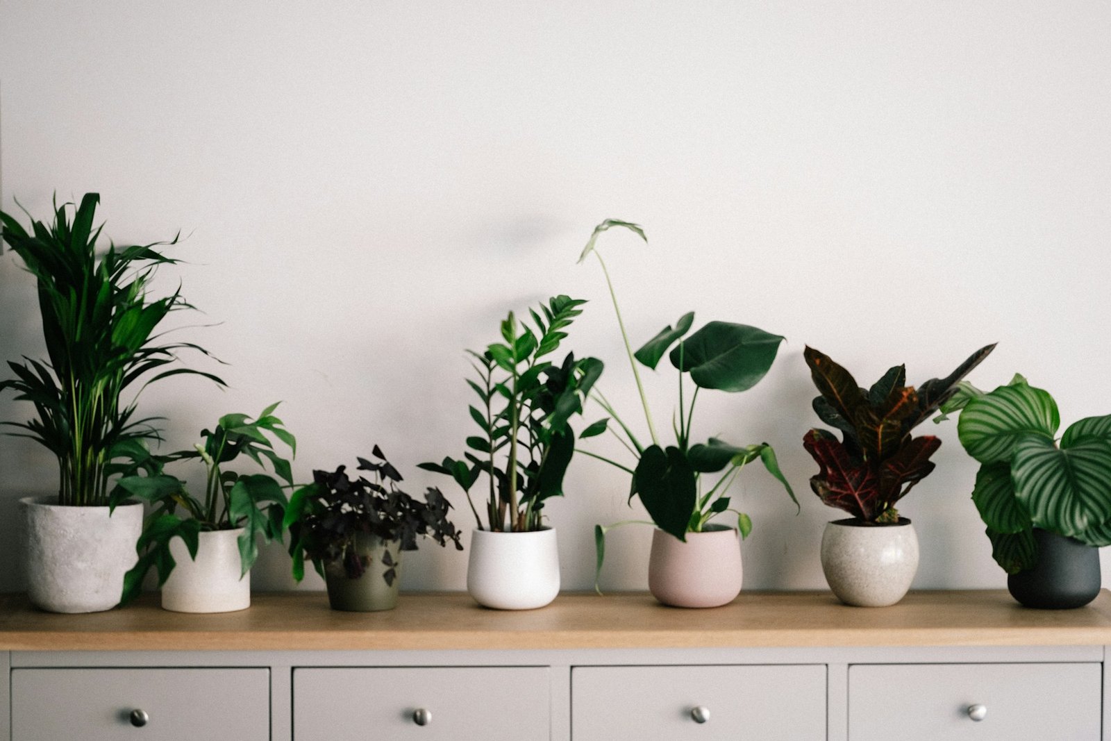 Succulents in wooden pots