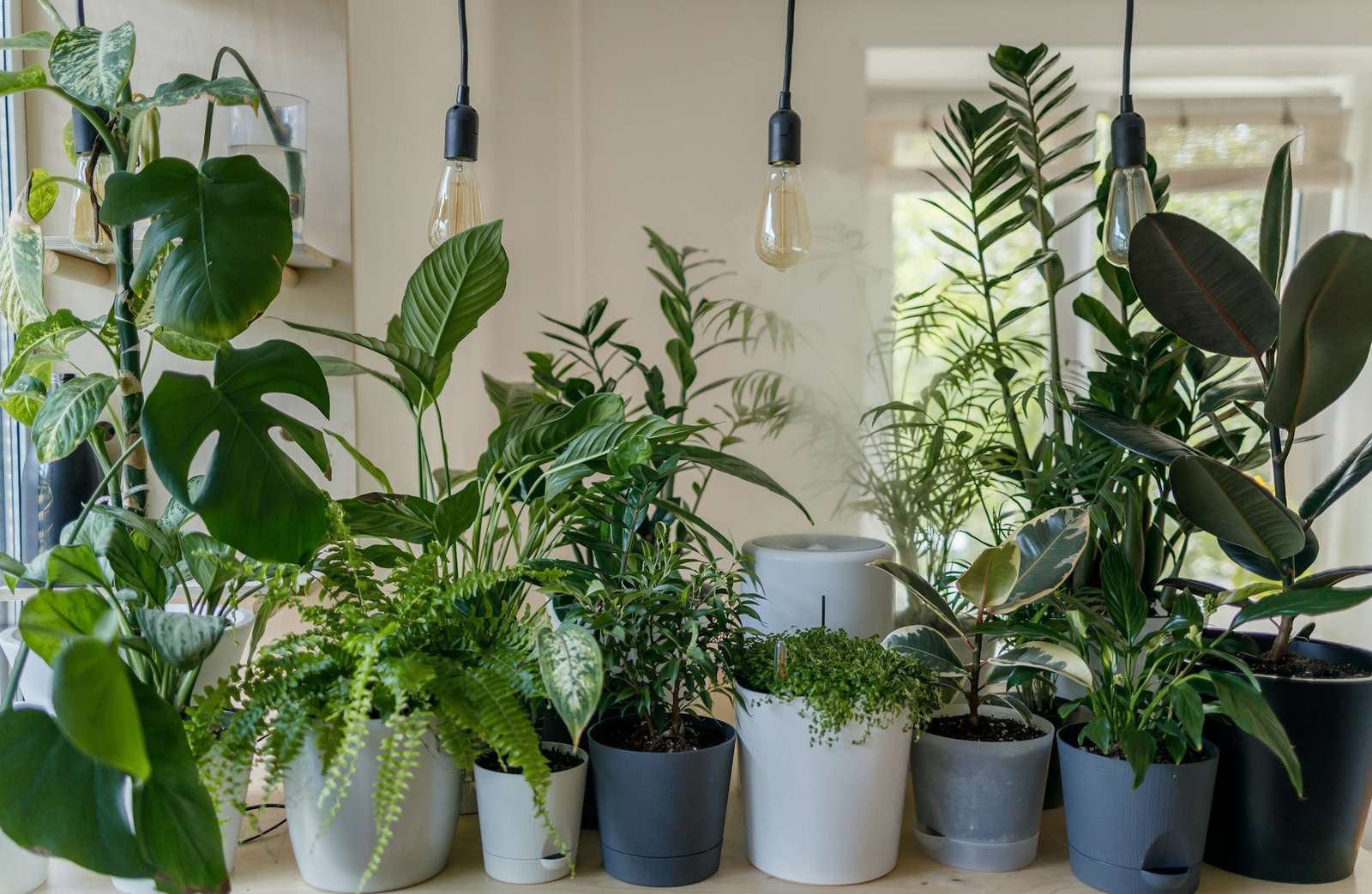 Potted plants on wooden stands